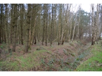 A drainage ditch within the wood