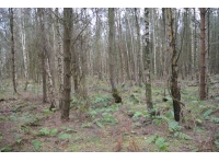 general view of the wood