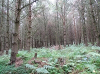 Sorrel Wood - SOLD