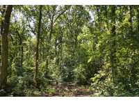 Starnby Wood - SOLD