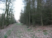access track along east side of wood