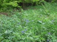 bluebells in spring