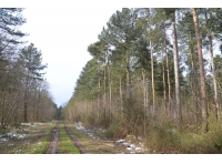 Stroom Wood - SOLD