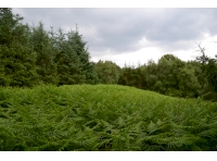 Sutton Wood - SOLD