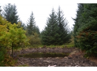 Talbot Wood - SOLD