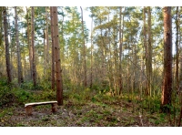Thirlbeck Wood - SOLD