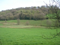 Tompkin Wood - SOLD