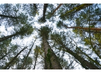 Trussel Wood
