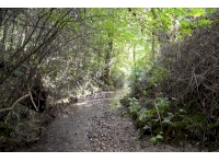 Underwold Wood