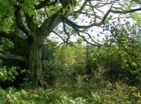 Ushaw Wood - SOLD photo 3