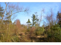 Wades Wood - SOLD