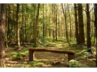 Waupley Hill Wood