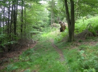 Witton Wood - SOLD photo 3