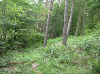 Witton Wood - SOLD photo 4