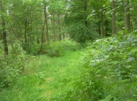 Witton Wood - SOLD photo 5