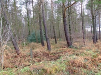 Wooley Wood - SOLD