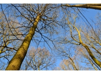 Yates Wood - SOLD