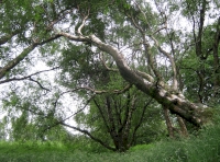Westbarr Wood