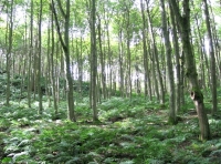 Aytonhill Wood