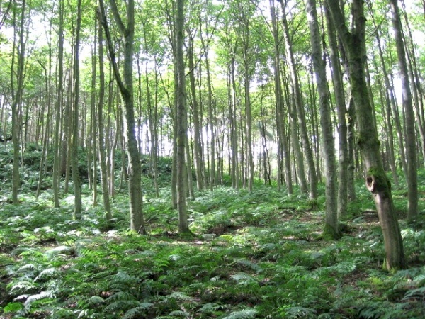 Aytonhill Wood