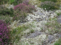 Reindeer lichen on volcanic rock