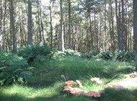 Mushroom ring in  grassy glade