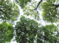 Sycamore canopy