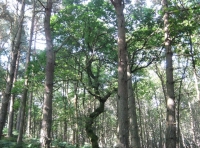 A canny Oak amongst pine