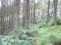 Nature trail through Scots pine