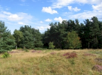 Open grassy heath atop