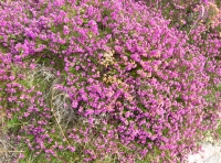 A spray of bell heather