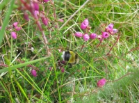 Busy bee