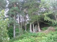 Pines and small rockface