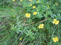 Tormentil wild flowers