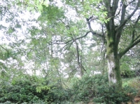 Stream area & grand beech & sycamores
