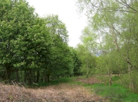 Bowie Wood
