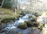 Coille Wood - SOLD