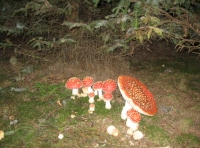 Fly Agaric fungi