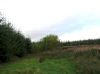 Northeast broadleaf corner