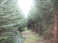 Internal brashed path