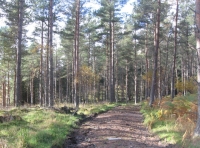 Comair Wood