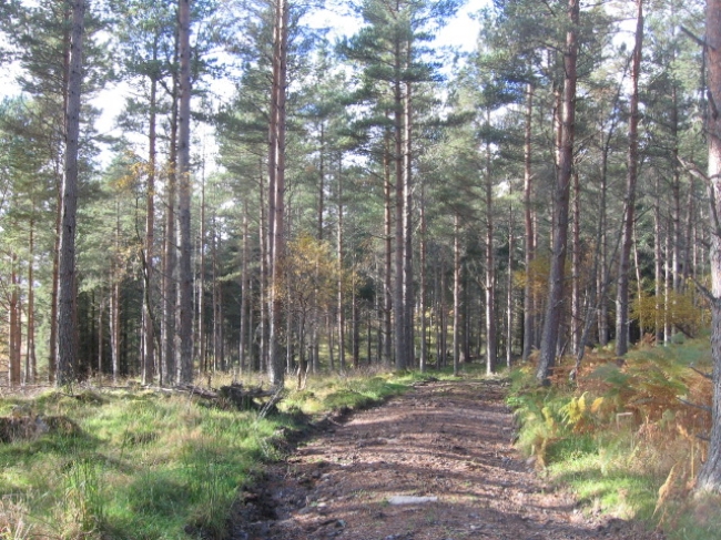 Comair Wood