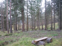 Bench next to clearing