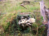 Stump fungi