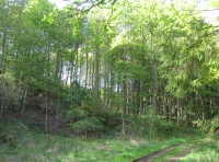 Craignock Wood - SOLD
