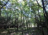 Culley Wood - SOLD