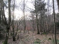 Southern broadleaf area