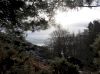 View next to mature pine in southeast corner