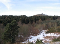 View over southern broadleaf area