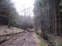Internal track adjcent to small stream and spruce